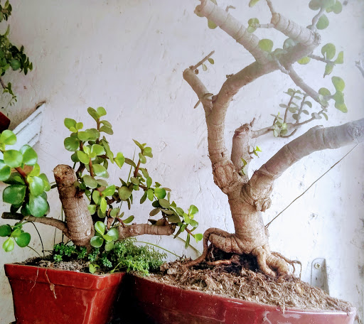 Mi Bonsai la Naturaleza en tu Hogar